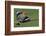 Hoopoe (Upupa Epops) Landing on Branch, Hortobagy Np, Hungary-Varesvuo-Framed Photographic Print