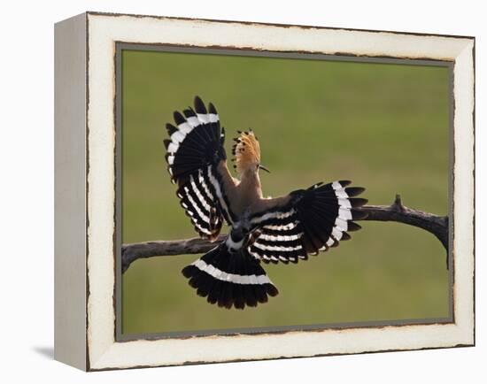 Hoopoe (Upupa Epops) Landing on Branch, Rear View with Wings Open, Hortobagy Np, Hungary, May 2008-Varesvuo-Framed Premier Image Canvas