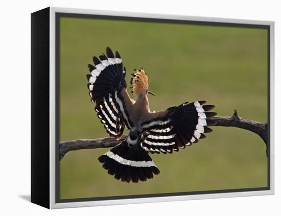 Hoopoe (Upupa Epops) Landing on Branch, Rear View with Wings Open, Hortobagy Np, Hungary, May 2008-Varesvuo-Framed Premier Image Canvas