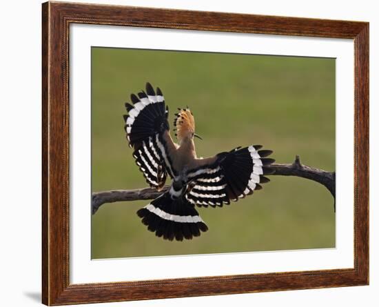 Hoopoe (Upupa Epops) Landing on Branch, Rear View with Wings Open, Hortobagy Np, Hungary, May 2008-Varesvuo-Framed Photographic Print