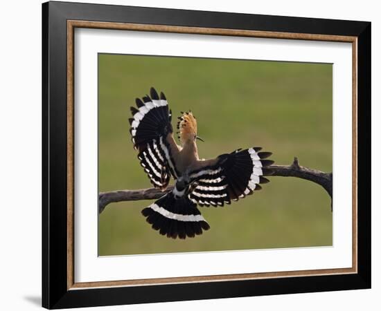 Hoopoe (Upupa Epops) Landing on Branch, Rear View with Wings Open, Hortobagy Np, Hungary, May 2008-Varesvuo-Framed Photographic Print