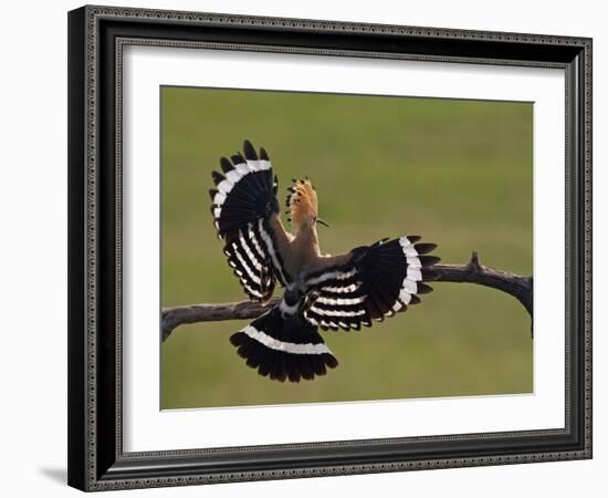 Hoopoe (Upupa Epops) Landing on Branch, Rear View with Wings Open, Hortobagy Np, Hungary, May 2008-Varesvuo-Framed Photographic Print