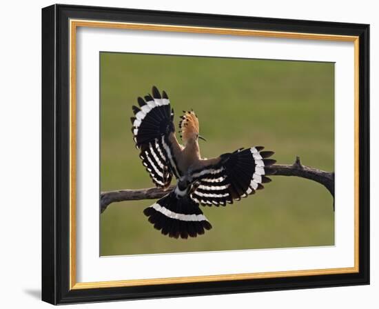 Hoopoe (Upupa Epops) Landing on Branch, Rear View with Wings Open, Hortobagy Np, Hungary, May 2008-Varesvuo-Framed Photographic Print