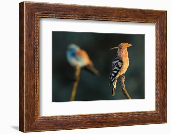 Hoopoe with European roller in the background. Pusztaszer, Hungary. May-Bence Mate-Framed Photographic Print