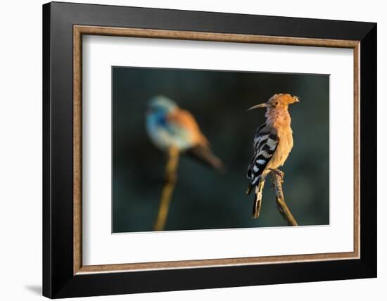 Hoopoe with European roller in the background. Pusztaszer, Hungary. May-Bence Mate-Framed Photographic Print