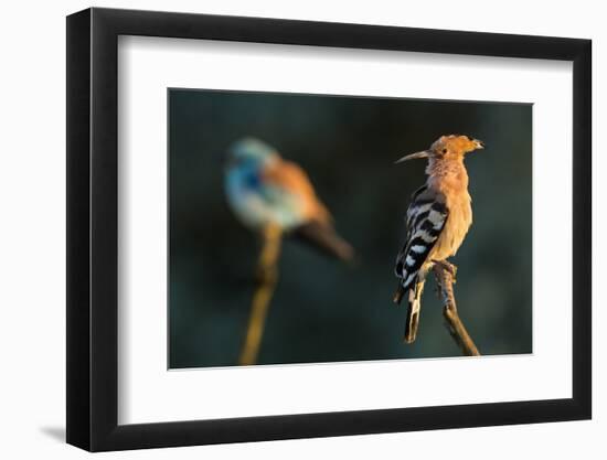 Hoopoe with European roller in the background. Pusztaszer, Hungary. May-Bence Mate-Framed Photographic Print