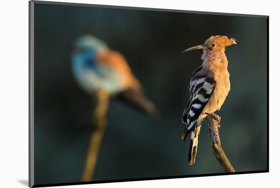 Hoopoe with European roller in the background. Pusztaszer, Hungary. May-Bence Mate-Mounted Photographic Print