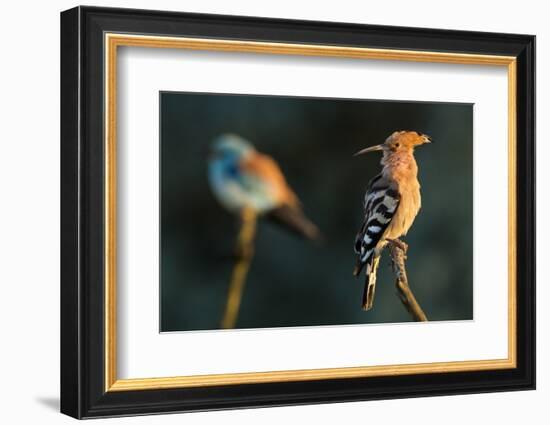 Hoopoe with European roller in the background. Pusztaszer, Hungary. May-Bence Mate-Framed Photographic Print