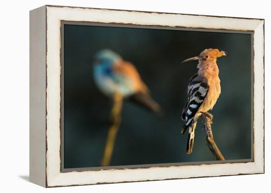 Hoopoe with European roller in the background. Pusztaszer, Hungary. May-Bence Mate-Framed Premier Image Canvas
