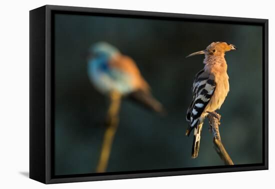 Hoopoe with European roller in the background. Pusztaszer, Hungary. May-Bence Mate-Framed Premier Image Canvas