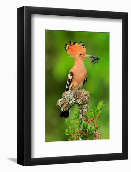 Hoopoe with Spider-null-Framed Art Print