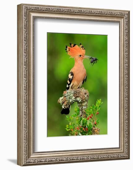 Hoopoe with Spider-null-Framed Art Print