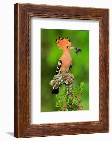 Hoopoe with Spider-null-Framed Art Print