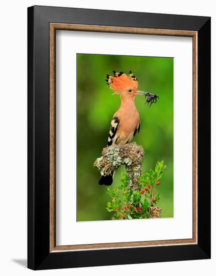 Hoopoe with Spider-null-Framed Art Print