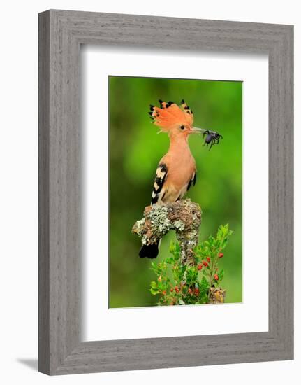 Hoopoe with Spider-null-Framed Art Print