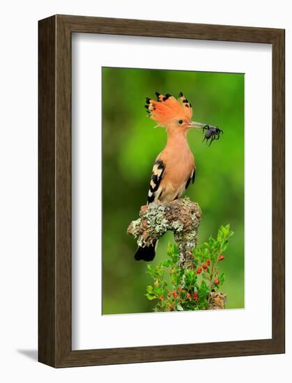 Hoopoe with Spider-null-Framed Art Print