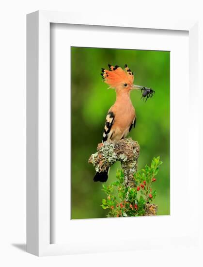 Hoopoe with Spider-null-Framed Art Print