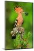 Hoopoe with Spider-null-Mounted Art Print