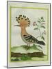 Hoopoe-Georges-Louis Buffon-Mounted Giclee Print