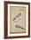 Hoopoes, C.1590-null-Framed Giclee Print