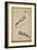 Hoopoes, C.1590-null-Framed Giclee Print