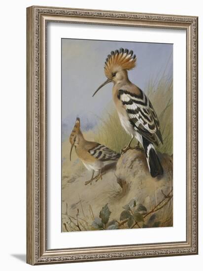 Hoopoes-Archibald Thorburn-Framed Giclee Print