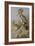 Hoopoes-Archibald Thorburn-Framed Giclee Print