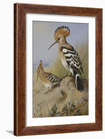 Hoopoes-Archibald Thorburn-Framed Giclee Print