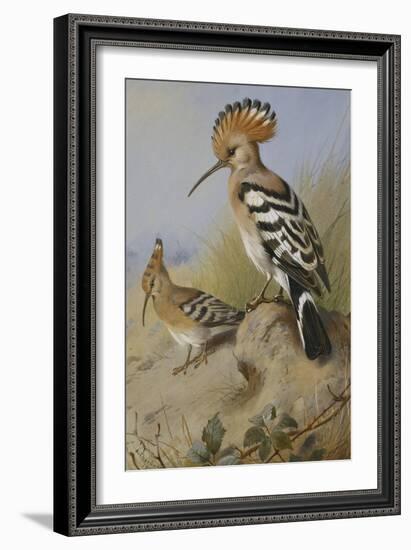 Hoopoes-Archibald Thorburn-Framed Giclee Print