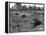 Hooverville in Central Park 1933-null-Framed Premier Image Canvas