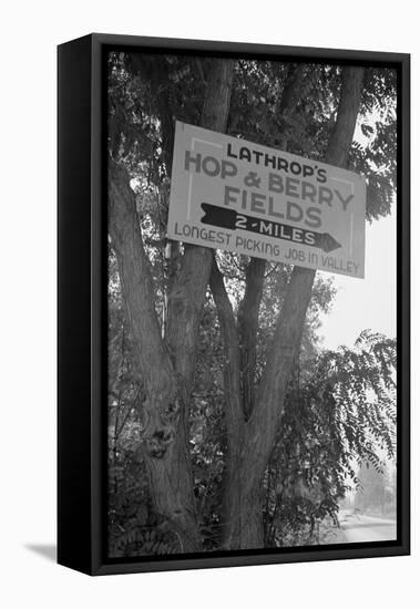 Hop and Berry Fields-Dorothea Lange-Framed Stretched Canvas