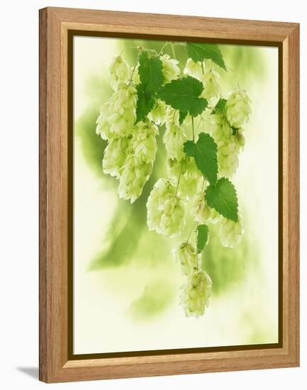 Hop Cones-Petr Gross-Framed Premier Image Canvas