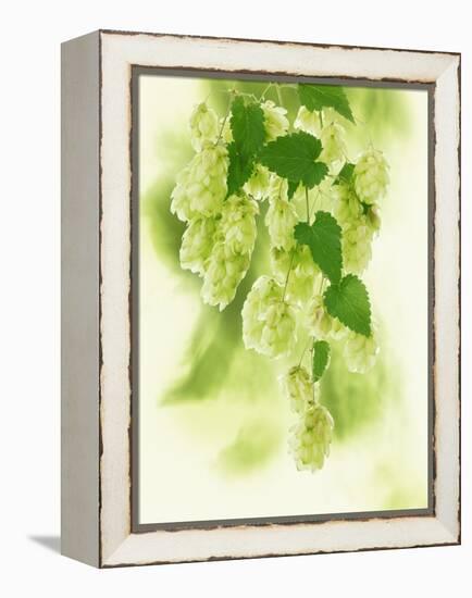 Hop Cones-Petr Gross-Framed Premier Image Canvas