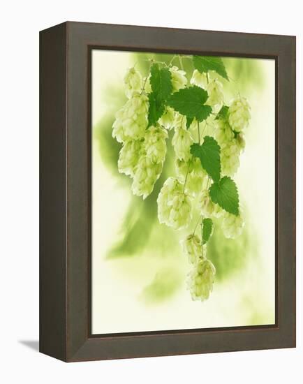 Hop Cones-Petr Gross-Framed Premier Image Canvas