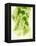 Hop Cones-Petr Gross-Framed Premier Image Canvas