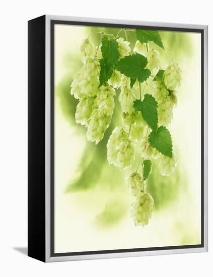 Hop Cones-Petr Gross-Framed Premier Image Canvas