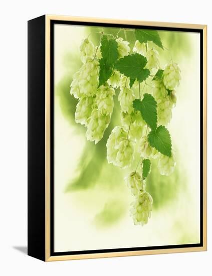 Hop Cones-Petr Gross-Framed Premier Image Canvas