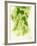 Hop Cones-Petr Gross-Framed Photographic Print