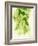 Hop Cones-Petr Gross-Framed Photographic Print