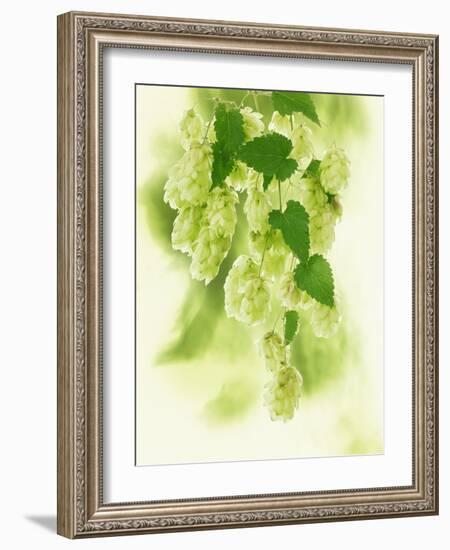 Hop Cones-Petr Gross-Framed Photographic Print