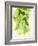 Hop Cones-Petr Gross-Framed Photographic Print