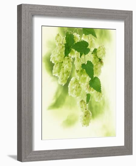 Hop Cones-Petr Gross-Framed Photographic Print