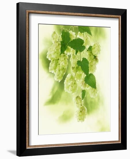 Hop Cones-Petr Gross-Framed Photographic Print