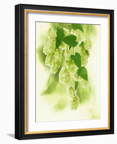 Hop Cones-Petr Gross-Framed Photographic Print