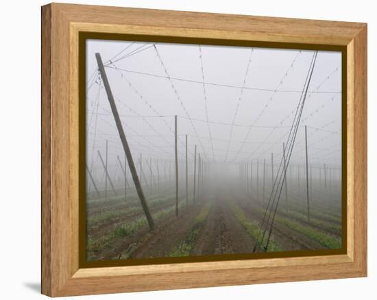 Hop Garden in the Hallertau, Autumn, Fog-Harald Kroiss-Framed Premier Image Canvas