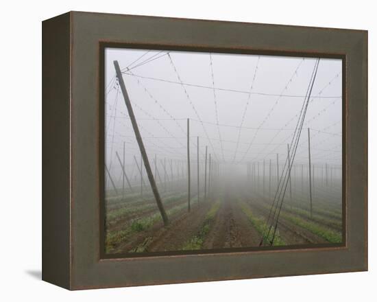 Hop Garden in the Hallertau, Autumn, Fog-Harald Kroiss-Framed Premier Image Canvas