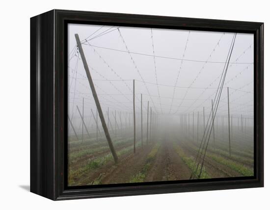 Hop Garden in the Hallertau, Autumn, Fog-Harald Kroiss-Framed Premier Image Canvas