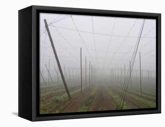 Hop Garden in the Hallertau, Autumn, Fog-Harald Kroiss-Framed Premier Image Canvas