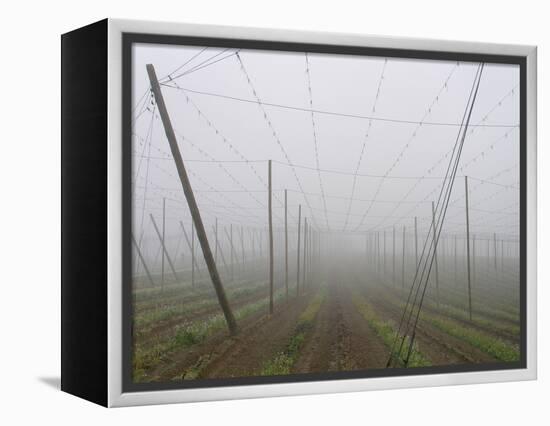 Hop Garden in the Hallertau, Autumn, Fog-Harald Kroiss-Framed Premier Image Canvas