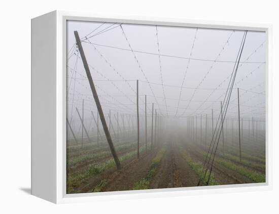 Hop Garden in the Hallertau, Autumn, Fog-Harald Kroiss-Framed Premier Image Canvas